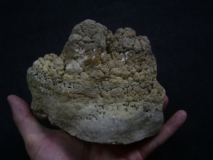 Stromatolithen - schöne Stufe
