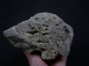 Stromatolithen - schöne Stufe