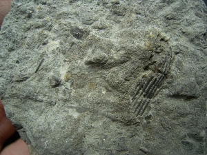 Verschiedene Hai-Fossilien aus dem Muschelkalk