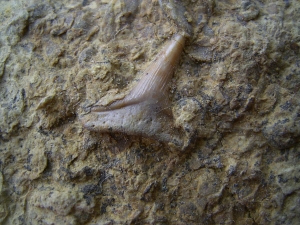 Hybodus shark tooth