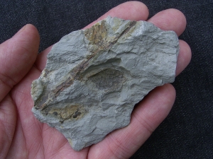 Plant fossil, permian age