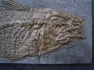 Messel pit perch Palaeoperca - reproduction