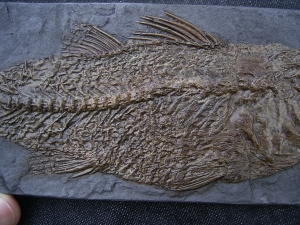 Messel pit perch Palaeoperca - reproduction