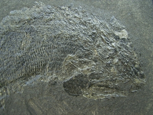 Palaeoniscum, permian fish # 4