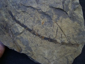 Horsetail slab Neocalamite meriani