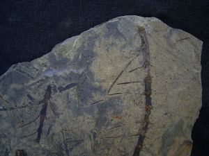 Horsetail slab Neocalamite meriani