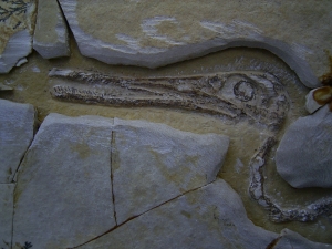 Flugsaurier - Pterodactylus - Reproduktion