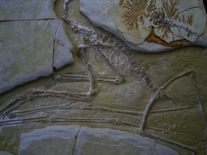Flugsaurier - Pterodactylus - Reproduktion