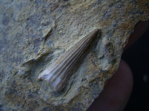 Tanystropheus tooth, middle triassic #2