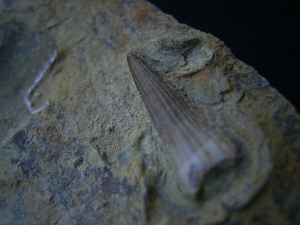 Tanystropheus tooth, middle triassic #2
