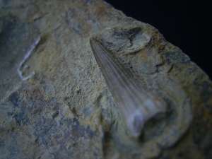 Tanystropheus Zahn, Muschelkalk #2