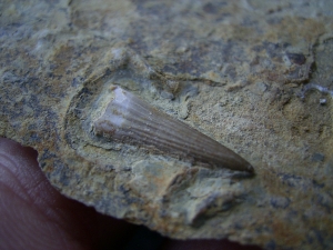Tanystropheus tooth, middle triassic #2