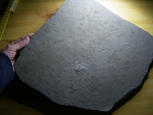 Giant sea urchins slab from Holzmaden