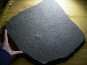 Giant sea urchins slab from Holzmaden
