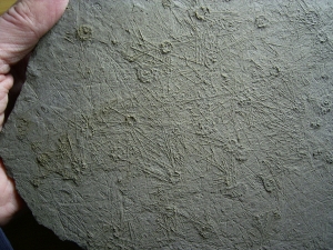 Giant sea urchins slab from Holzmaden