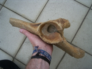 Bison priscus pelvic bone