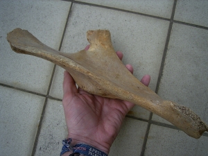 Bison priscus pelvic bone