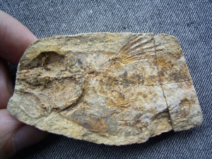 Coelacanth triassic