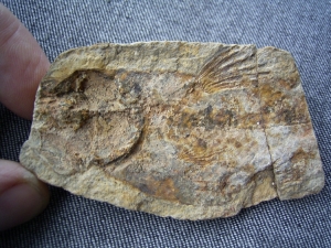 Coelacanth triassic
