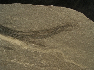 Pflanzenfossil aus dem Devon
