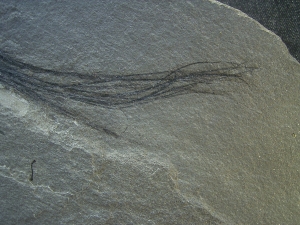 Pflanzenfossil aus dem Devon