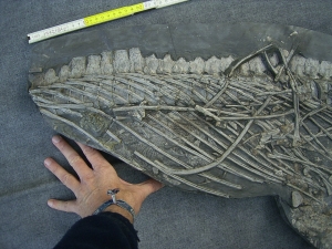 Ichthyosaurus mit zwei gefressenen Fischen im Bauch