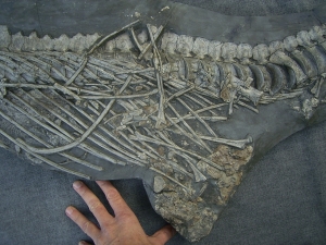 Ichthyosaurus mit zwei gefressenen Fischen im Bauch