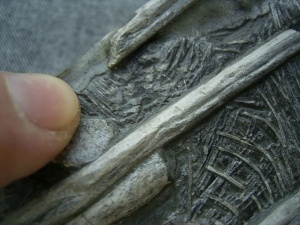 Ichthyosaur with two fishes inside belly