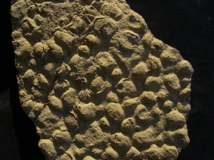Stromatholithes - triassic age