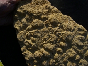 Stromatholithes - triassic age
