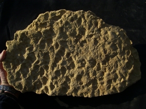 Stromatholithen aus Deutschland - Fossilien auf beiden Seiten des Steines