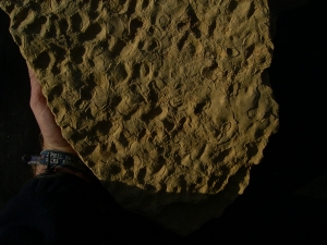 Stromatholithes - triassic age - fosils on both sides of the stone
