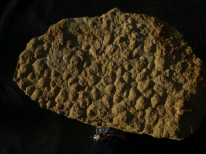 Stromatholithen aus Deutschland - Fossilien auf beiden Seiten des Steines