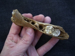 Ursus spelaeus - cave bear jaw