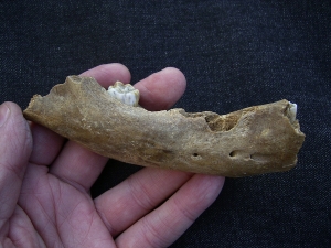 Ursus spelaeus - cave bear jaw