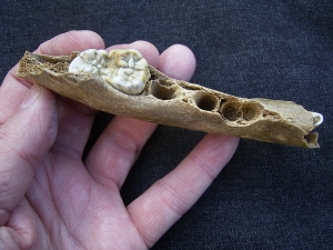 Ursus spelaeus - cave bear jaw