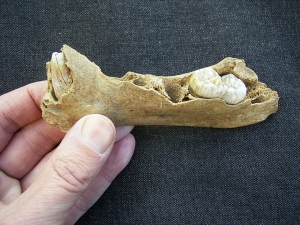 Ursus spelaeus - cave bear jaw