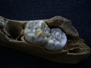 Ursus spelaeus -Höhlenbär Unterkiefer