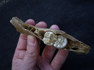 Ursus spelaeus - cave bear jaw