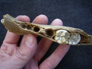 Ursus spelaeus - cave bear jaw