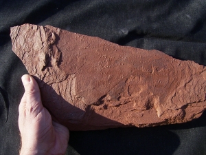 Arthropod track slab lower triassic age