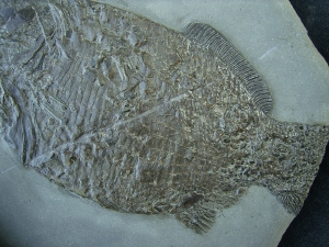 Dapedium - seltener Fisch aus Holzmaden