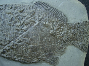 Dapedium - rare fish, Holzmaden