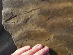Große Arthropodenfährtenplatte aus dem Devon