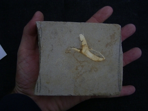 Dinosaur bone from Germany