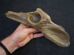 Cave Lion Pelvis, Panthera leo spelaea