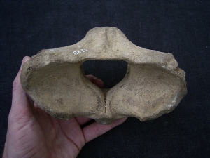 Giant deer Atlas vertebra