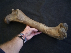 Bison femur bone