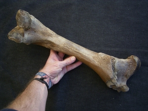 Bison femur bone