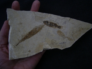 Bird feather, fish and leaf on one stone